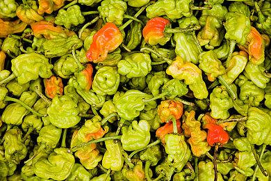 美少女桌宠游戏《战盟桌面精灵》上线！婚纱套装限时免费领取